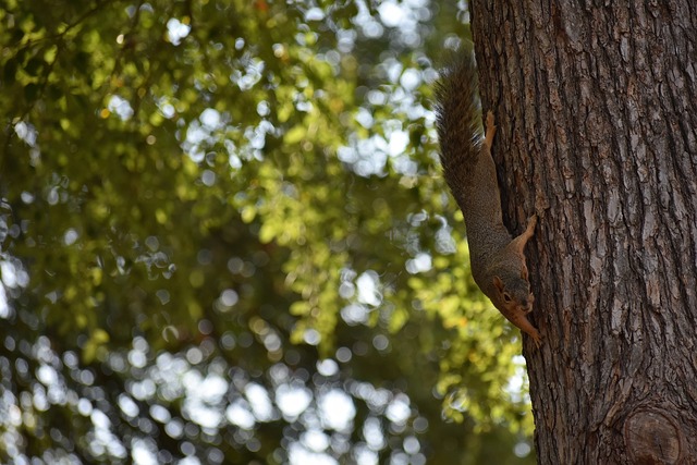 茵場上的全 茵場上的全